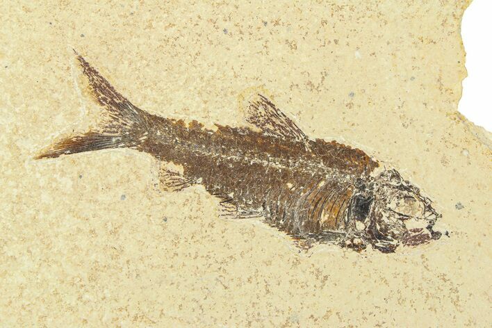 Fossil Fish (Knightia) - Wyoming #295621